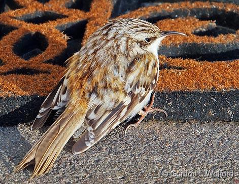 Brown Creeper_DSCF01282.jpg - Brown Creeper (Certhia americana) photographed at Smiths Falls, Ontario, Canada.